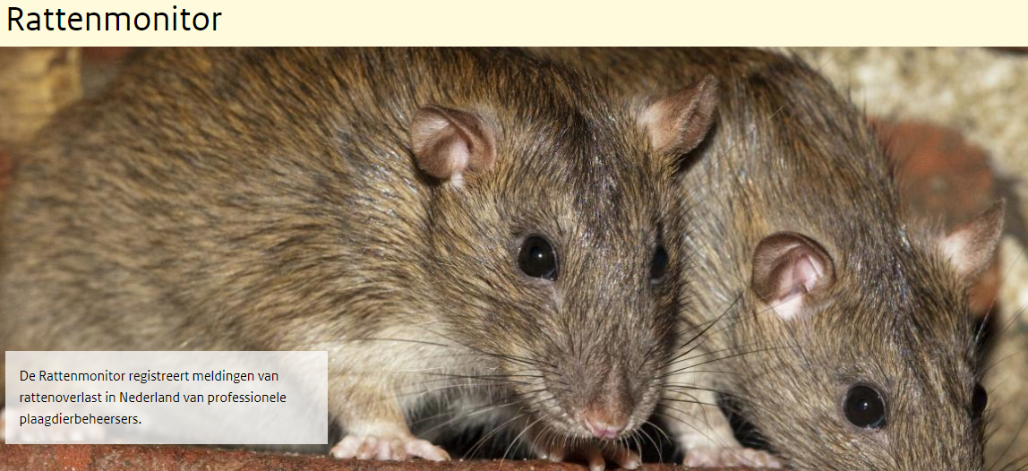 Rattenmonitor